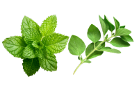 Mint, Thyme